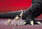 Godzilla Singular Point SH MonsterArts Action Figure Godzillaultima
